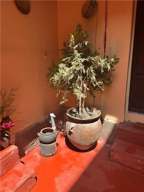 Plantas y macetas del patio
