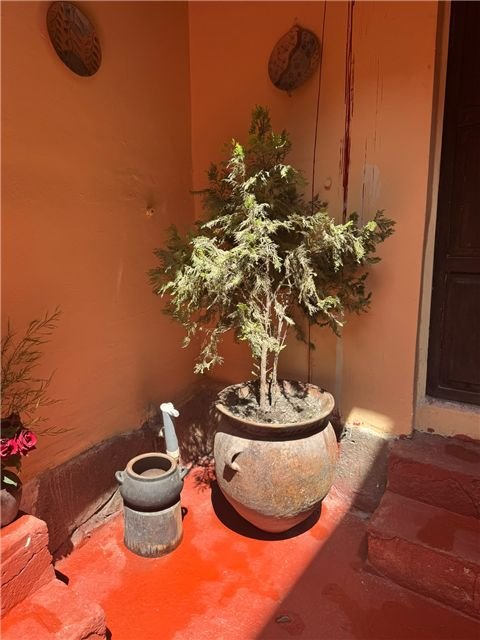 Plantas junto a una entrada interior